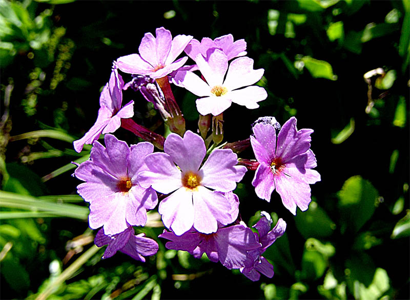 Изображение особи Primula auriculata.