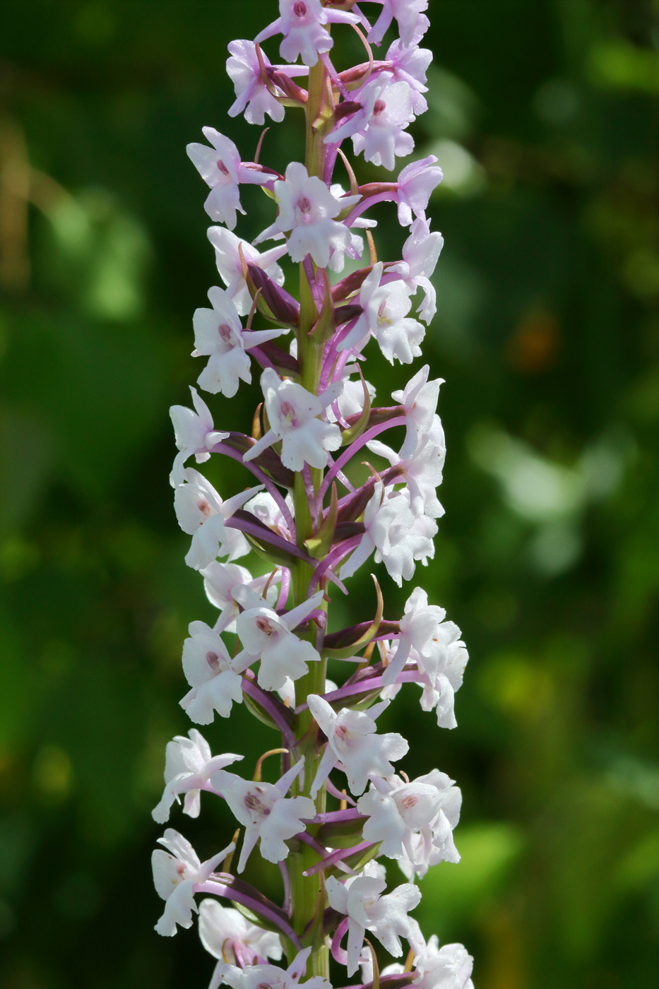 Image of Gymnadenia densiflora specimen.