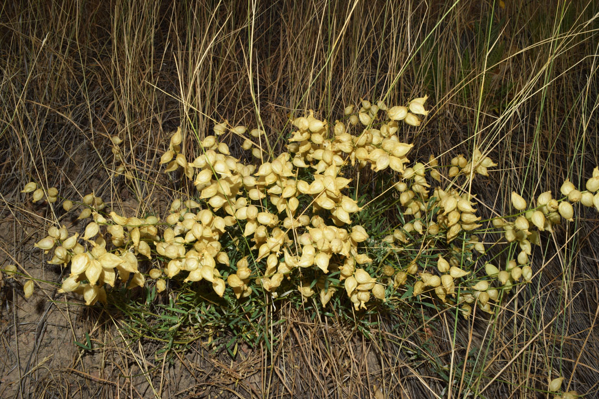 Изображение особи Astragalus krauseanus.