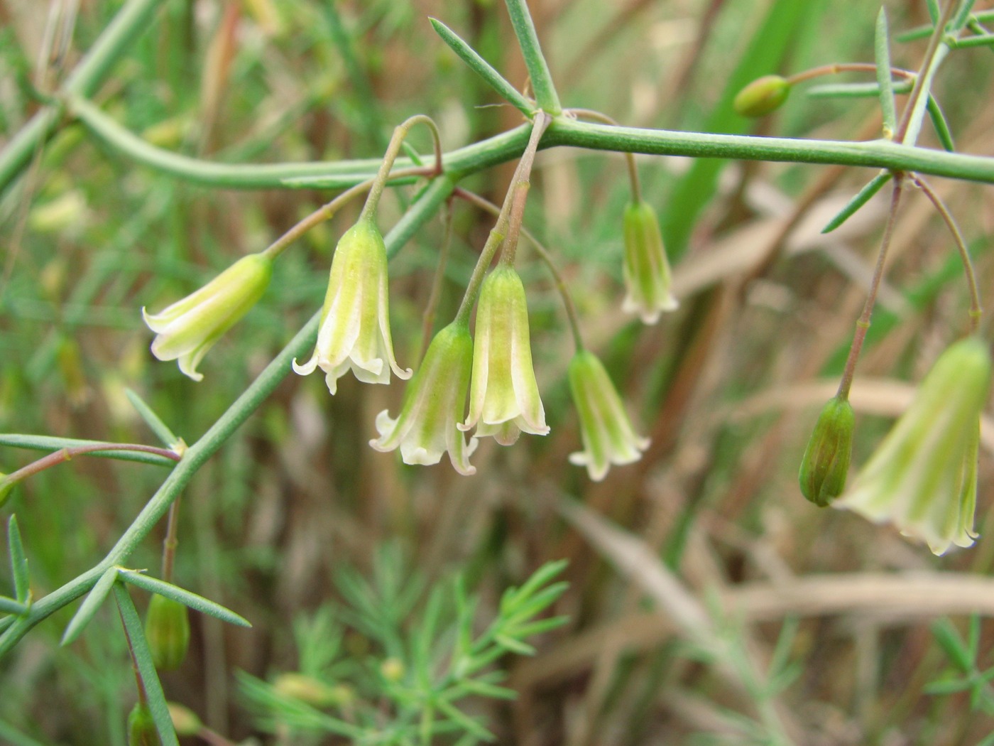 Image of Asparagus persicus specimen.