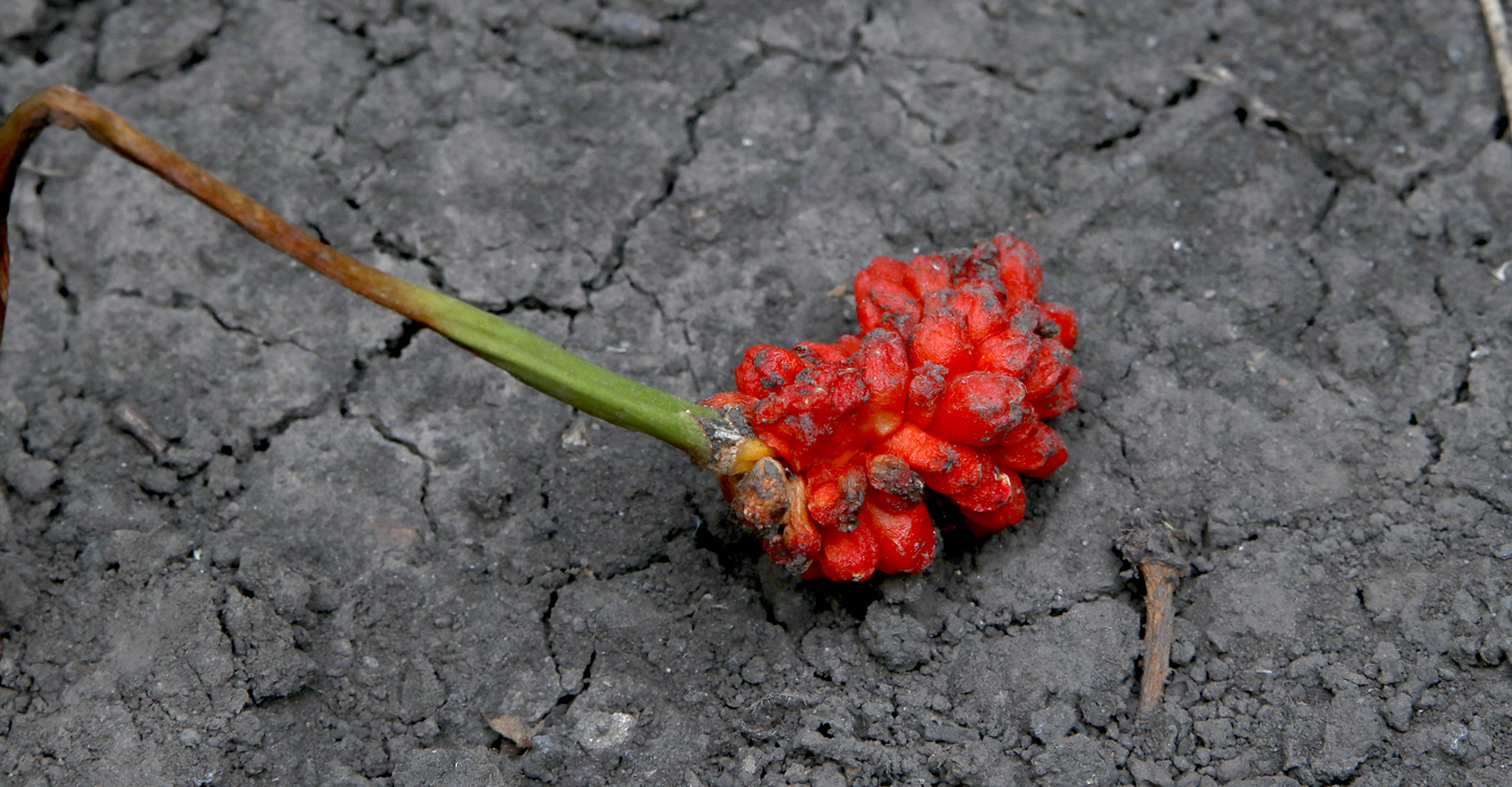 Изображение особи Arum elongatum.