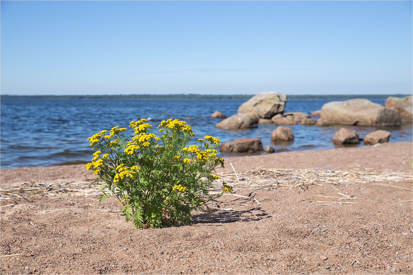 Изображение особи Tanacetum vulgare.