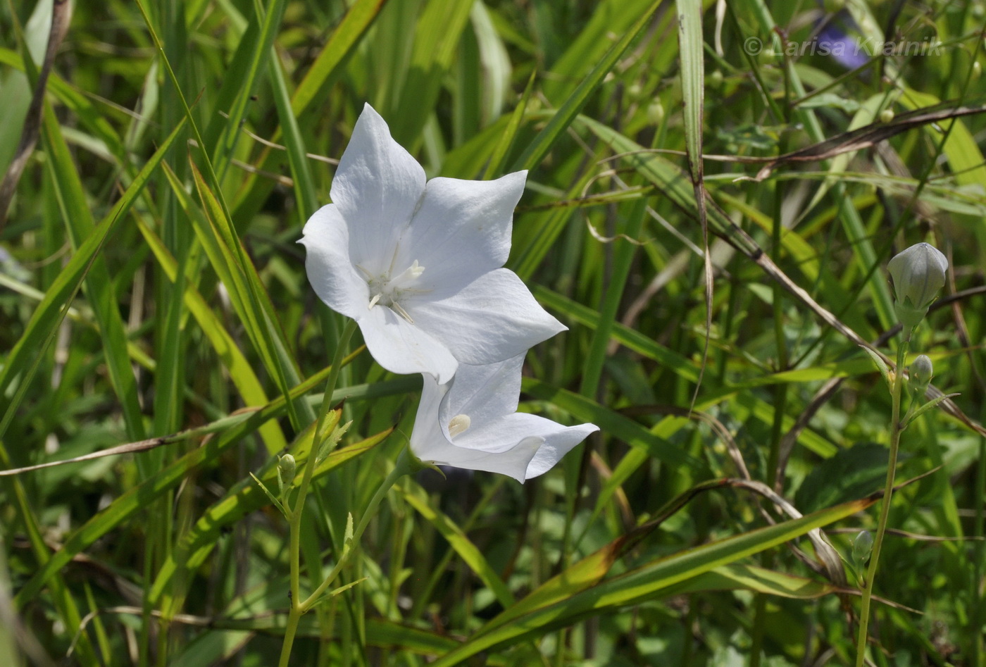 Image of Platycodon grandiflorus specimen.