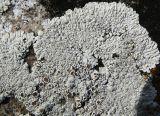 Lecanora muralis