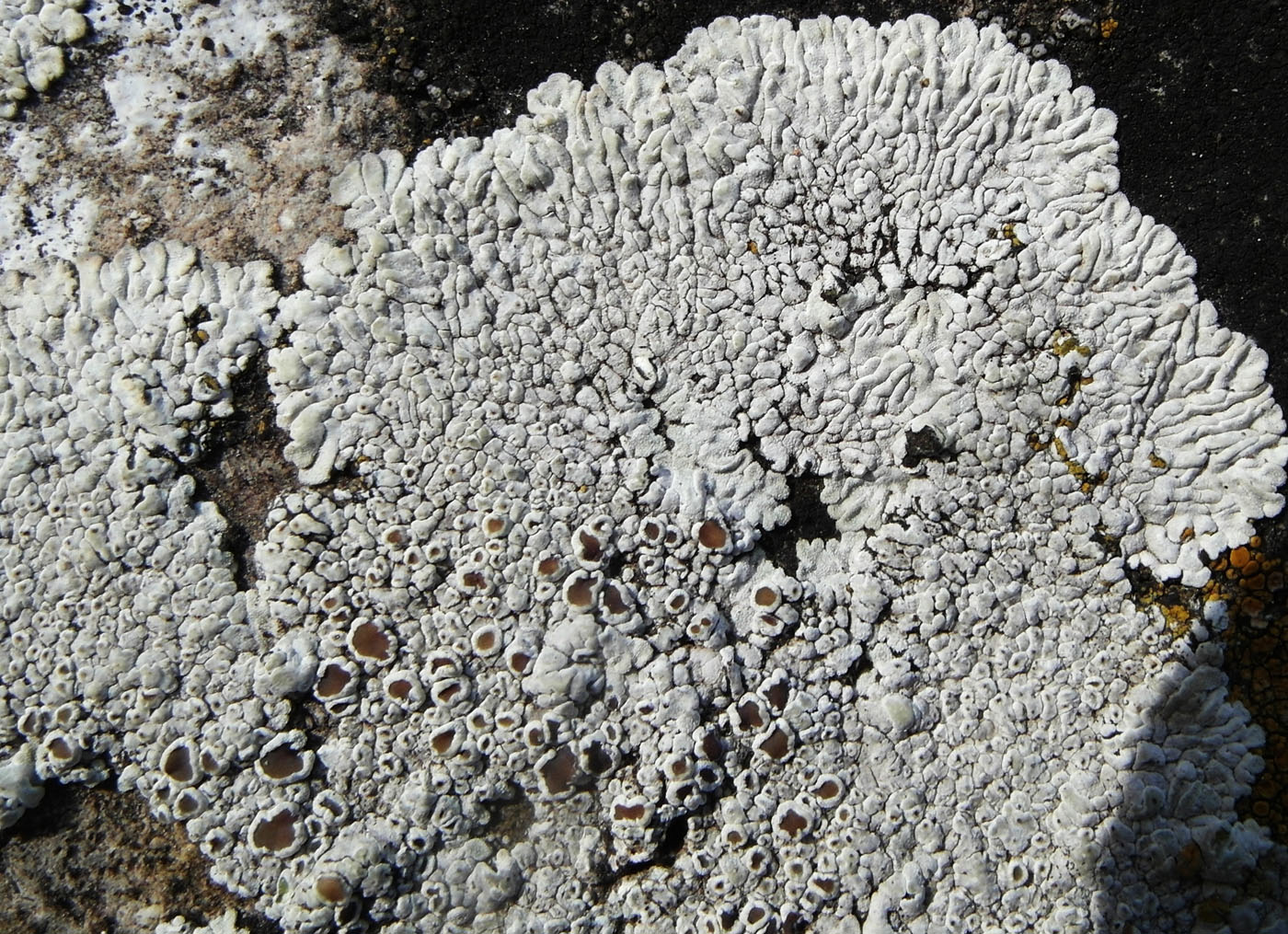 Изображение особи Lecanora muralis.