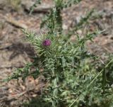 genus Carduus