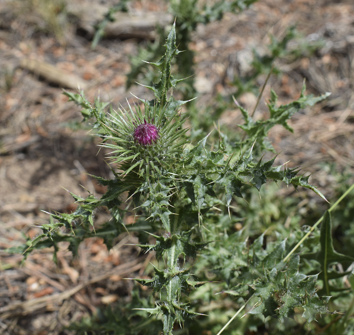 Image of genus Carduus specimen.