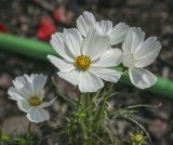 Cosmos bipinnatus. Соцветия ('Sonata White'). Москва, Воробьёвы горы, Ботанический сад МГУ, цветник. 01.09.2021.