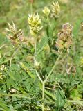 Astragalus cicer