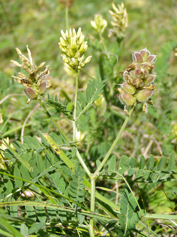 Image of Astragalus cicer specimen.