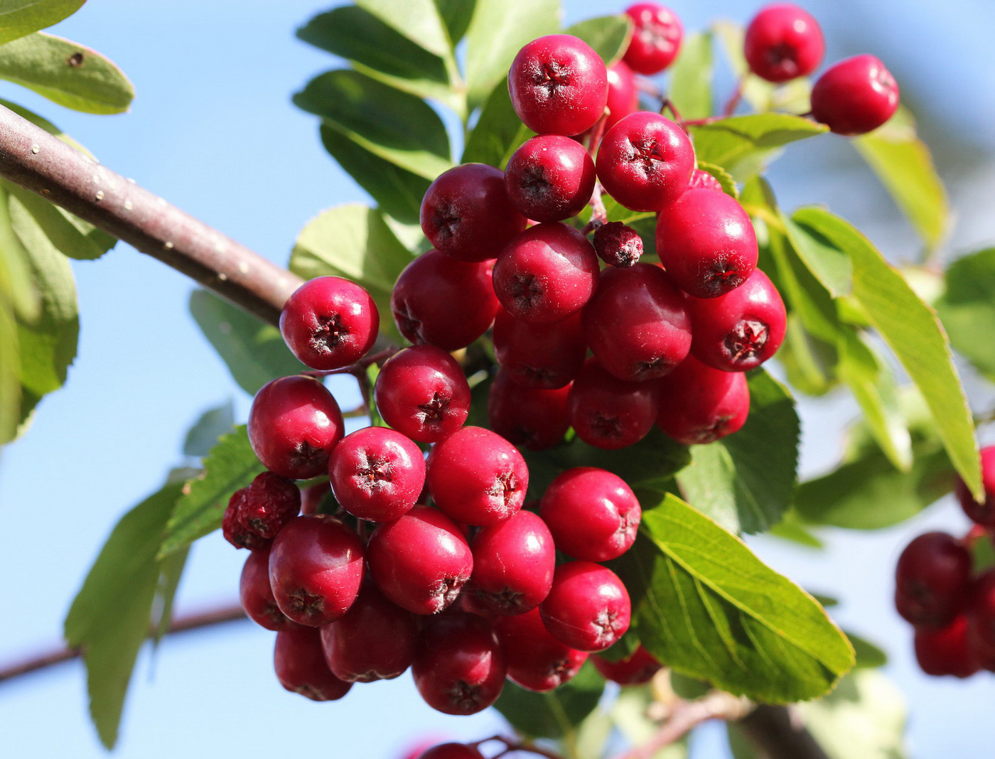 Изображение особи &times; Crataegosorbus miczurinii.