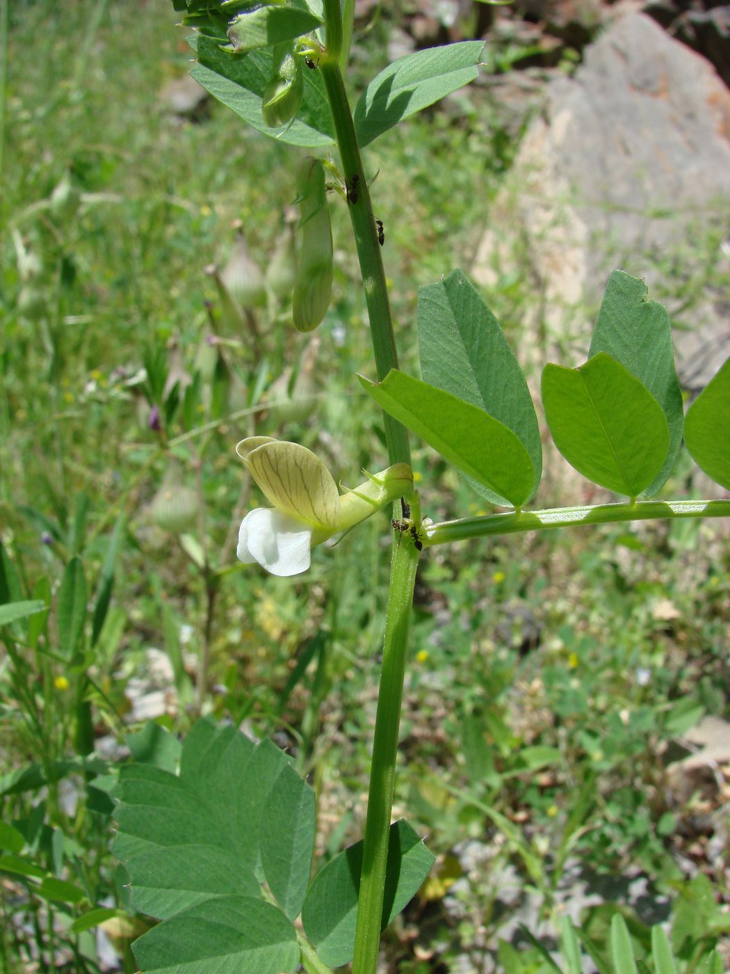 Image of Vicia hyrcanica specimen.