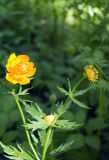 Trollius asiaticus. Верхушка отцветающего растения. Новосибирская обл., Мошковский р-н, окраины берёзового леса. 13.06.2010.