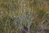 род Allium. Растения с погибшими нераспустившимися соцветиями. Республика Алтай, Кош-Агачский р-н, плоскогорье Укок, окр. оз. Гусиное, степь. 4 августа 2020 г.