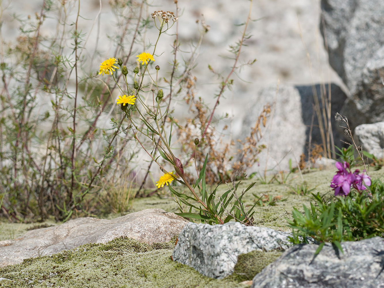 Image of genus Hieracium specimen.