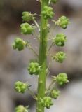 Reseda globulosa