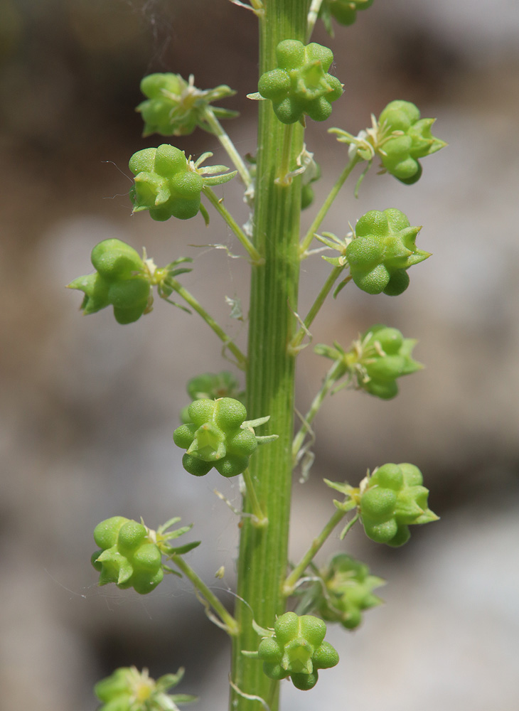 Image of Reseda globulosa specimen.