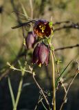 Fritillaria ruthenica. Верхушка цветущего побега, запутавшаяся в веточке Spiraea. Башкортостан, Зилаирский р-н, Матраевский сельсовет, окр. дер. Староякупово, долина р. Сакмара ниже устья р. Крепостной Зилаир, склон прибрежного скальника. 29 апреля 2022 г.