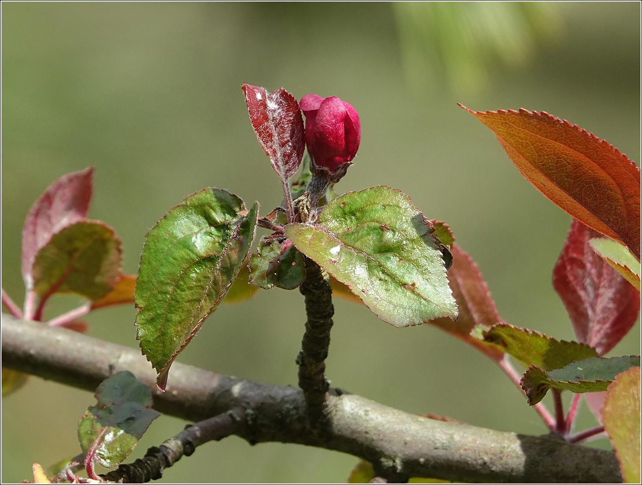 Image of Malus niedzwetzkyana specimen.