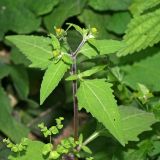 Sigesbeckia orientalis