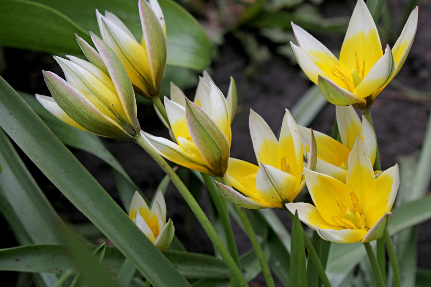 Изображение особи Tulipa tarda.