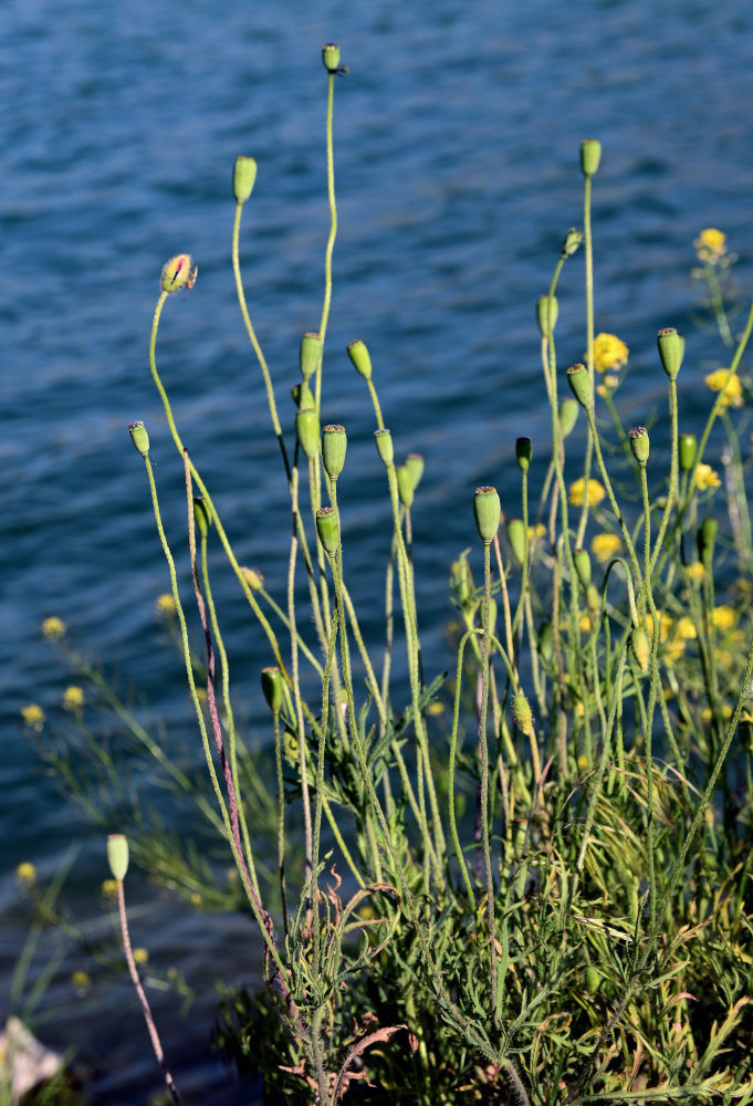 Image of genus Papaver specimen.