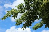 Tilia cordata