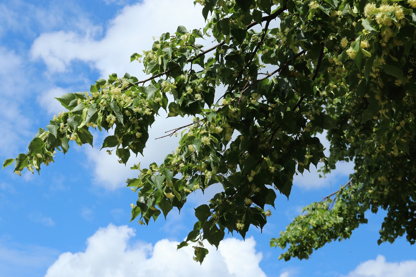 Изображение особи Tilia cordata.