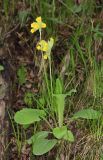 Primula macrocalyx. Цветущее растение. Дагестан, Левашинский р-н, окр. с. Цудахар, широколиственный лес. 9 мая 2022 г.