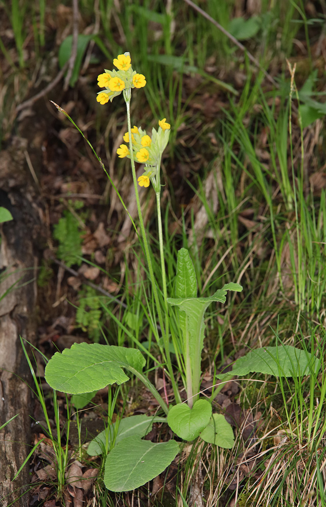 Изображение особи Primula macrocalyx.