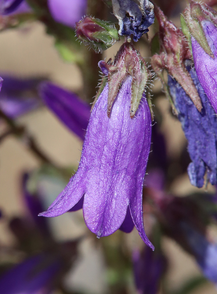 Image of Campanula sibirica specimen.