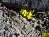 Potentilla flabellata