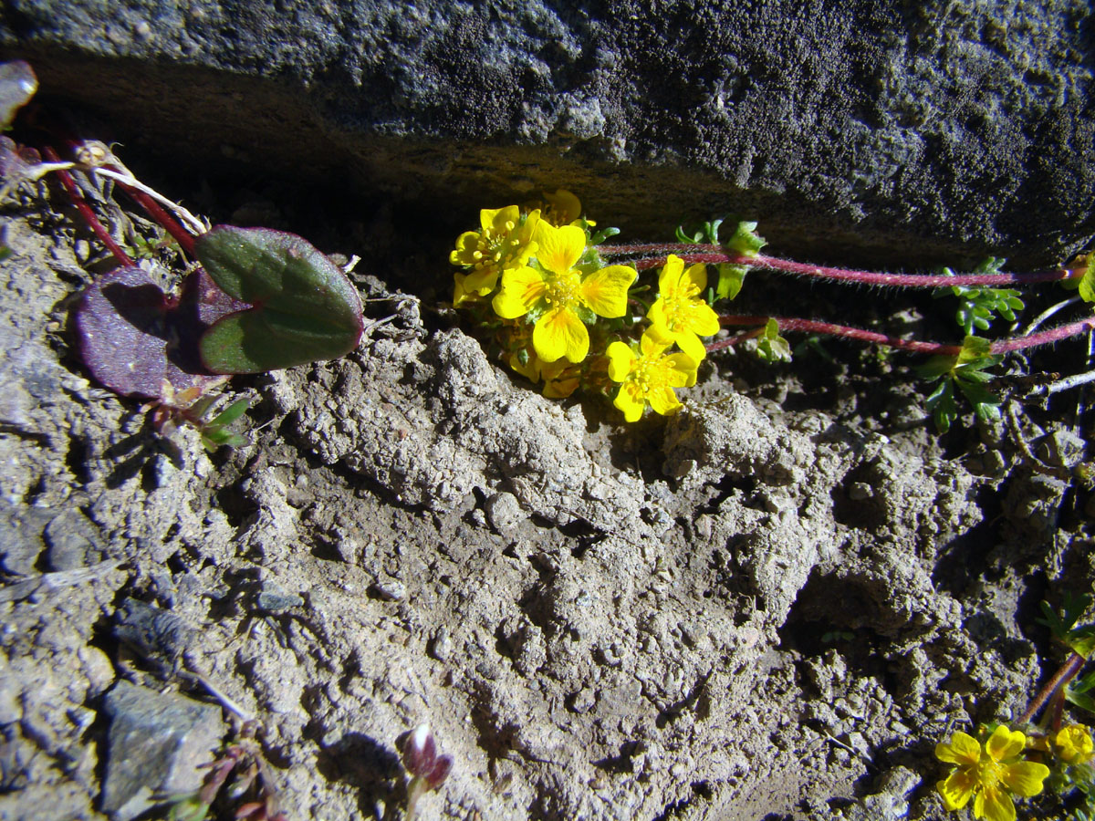 Изображение особи Potentilla flabellata.