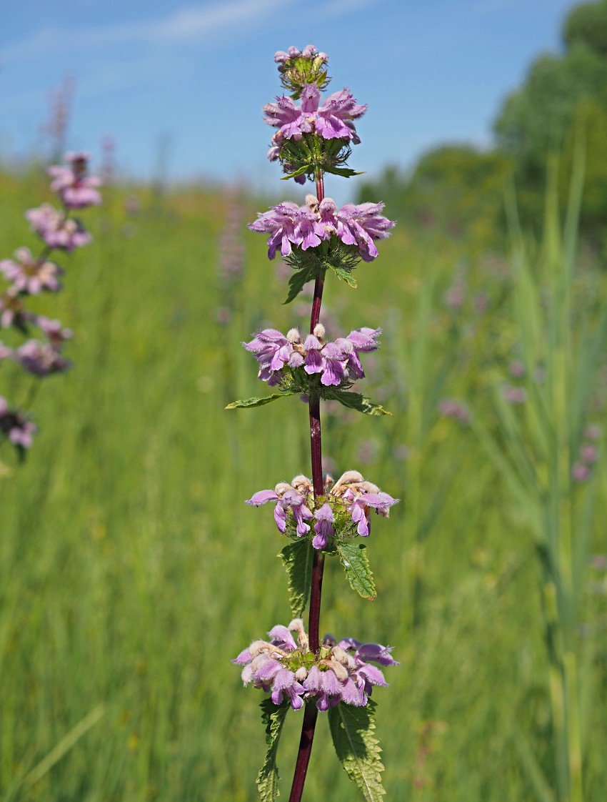 Image of Phlomoides tuberosa specimen.