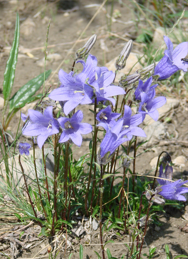 Изображение особи Campanula dasyantha.