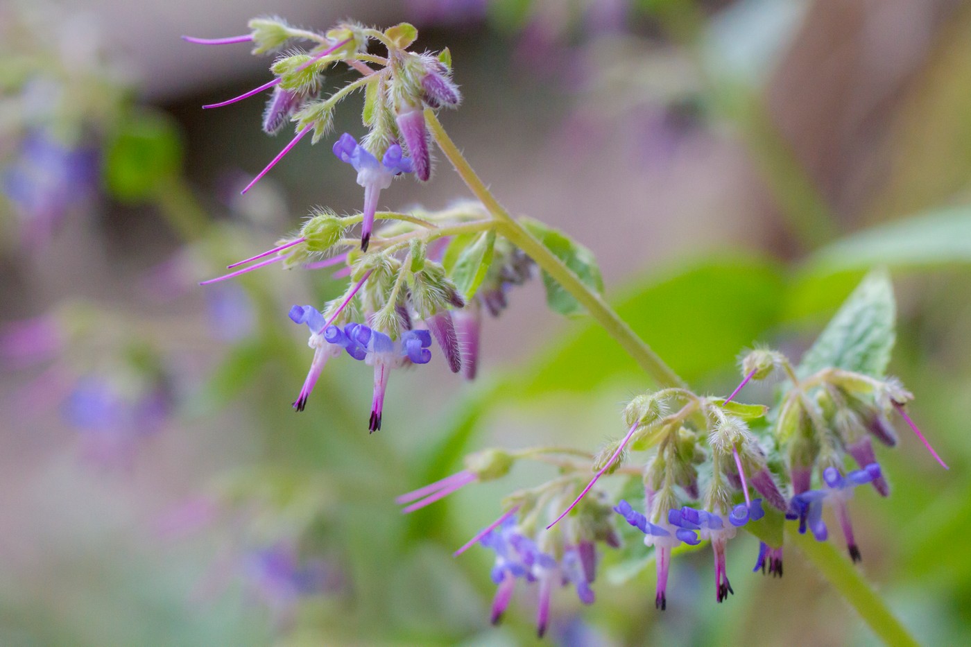 Изображение особи Trachystemon orientalis.