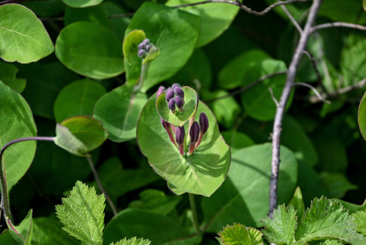 Изображение особи Lonicera caprifolium.