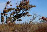 Quercus mongolica