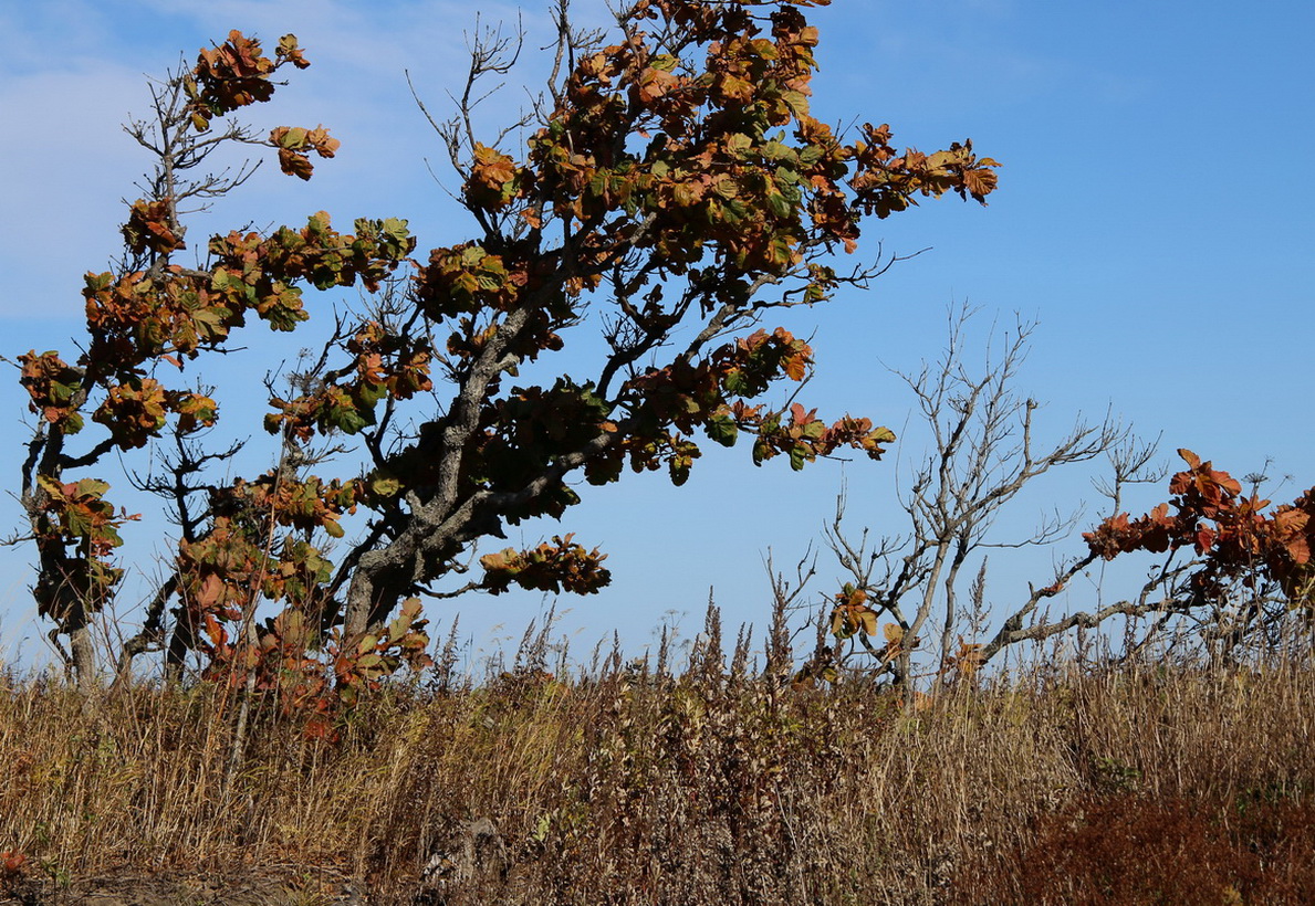 Изображение особи Quercus mongolica.