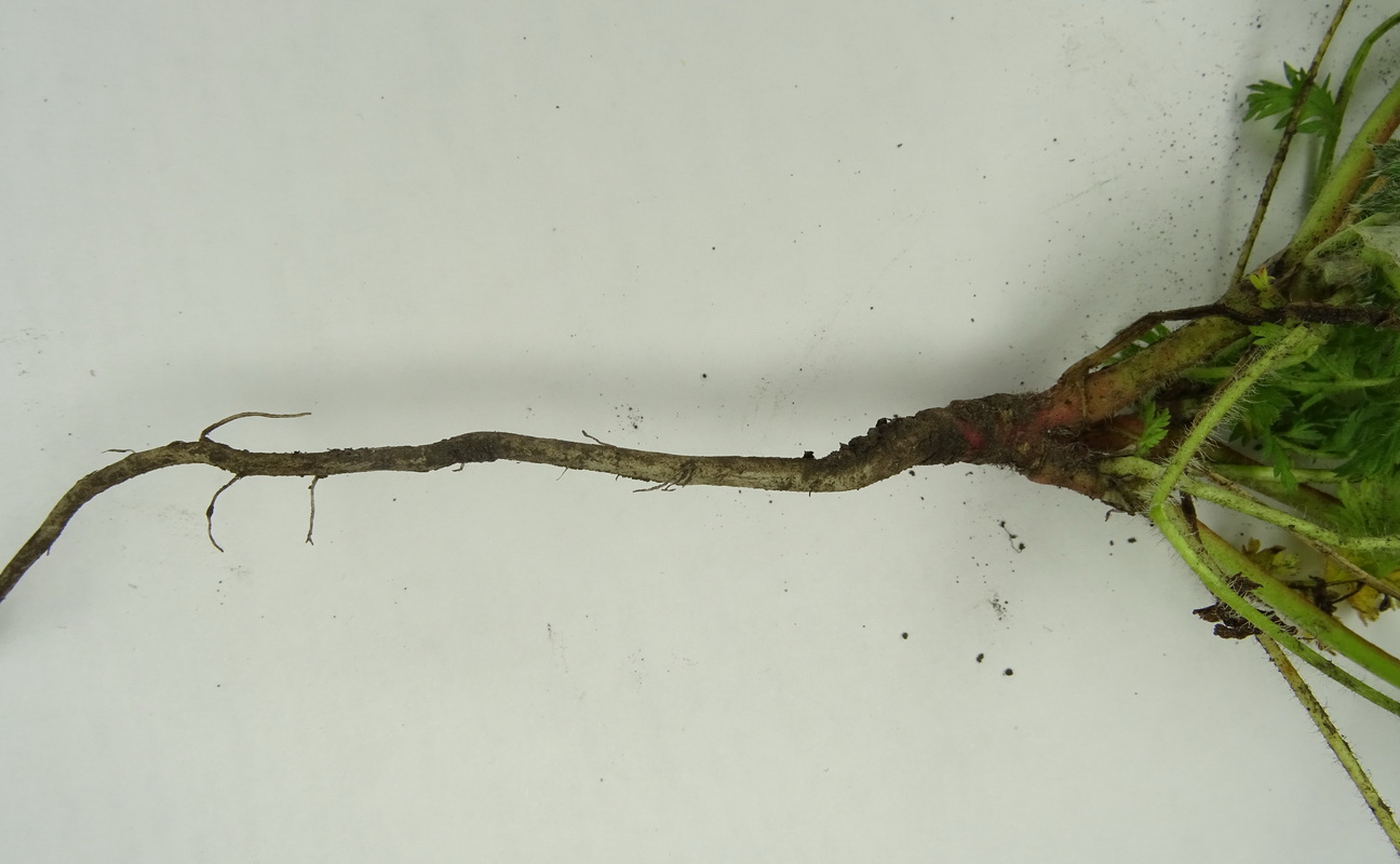 Image of Erodium cicutarium specimen.
