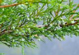 род Juniperus