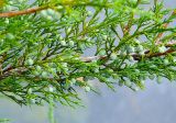 genus Juniperus
