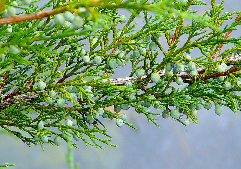 Изображение особи род Juniperus.