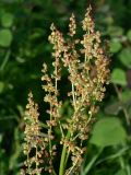 Rumex acetosella. Часть соцветия. Красноярский край, Эвенкийский р-н, государственный природный заповедник \"Тунгусский\", окр. устья р. Чамба, разнотравный берег р. Подкаменная Тунгуска. 07.07.2010.