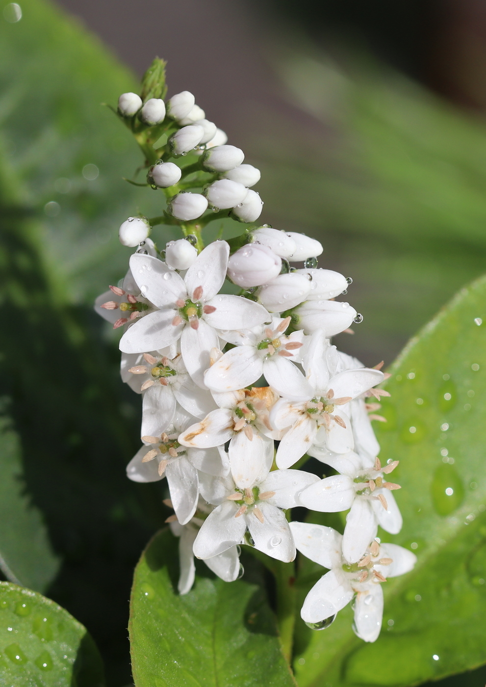 Изображение особи Lysimachia clethroides.