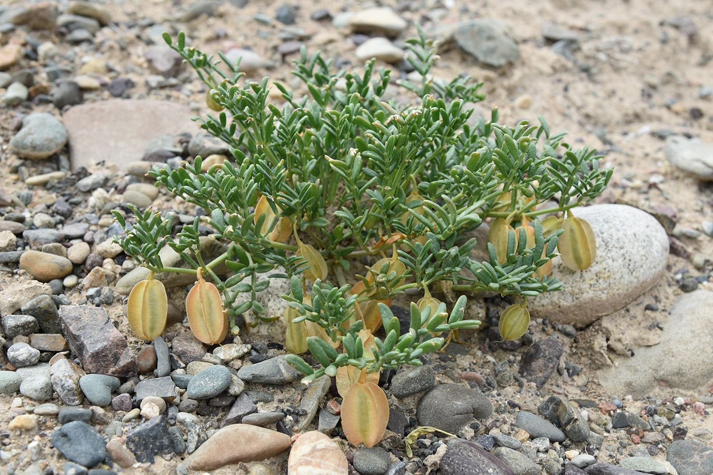 Image of Zygophyllum kegense specimen.