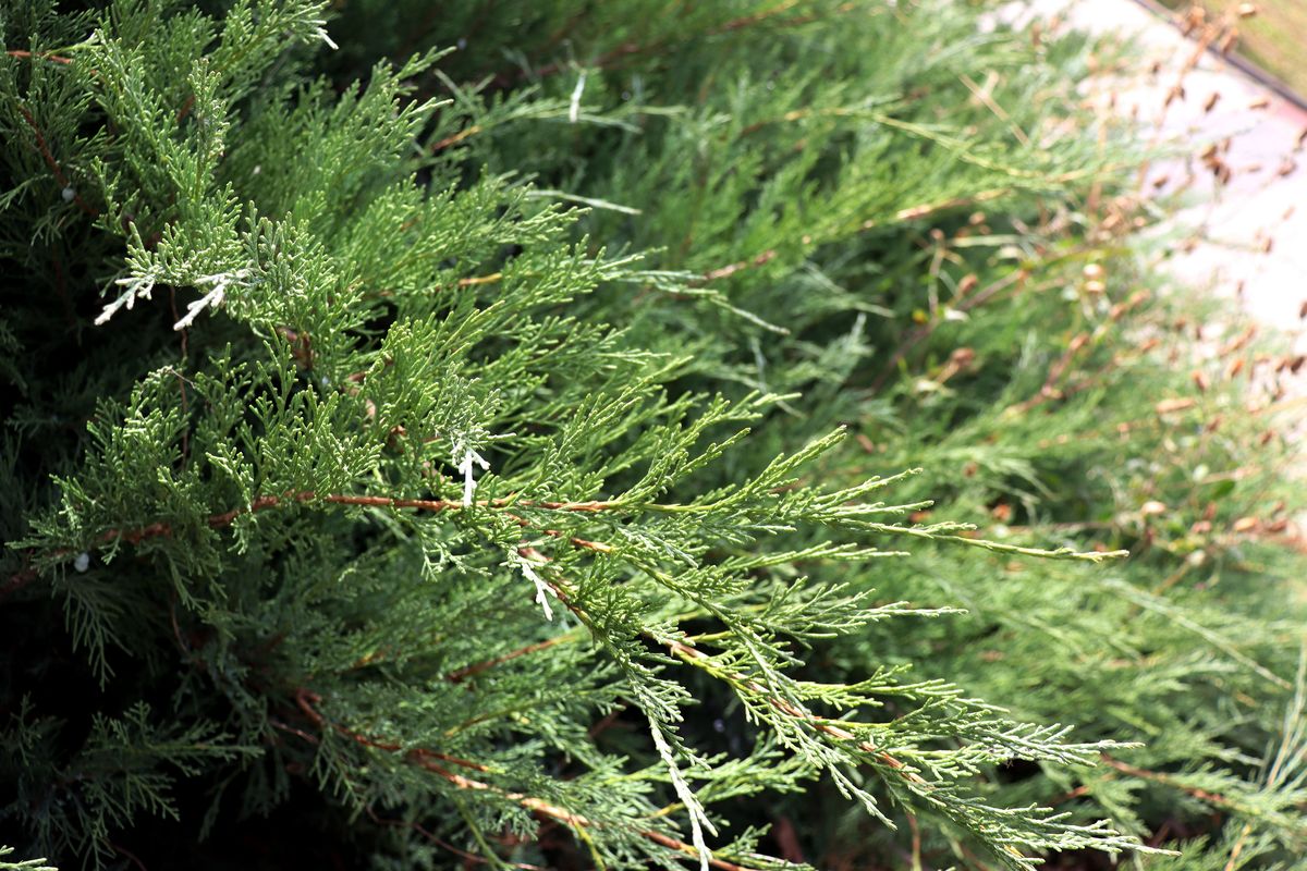 Изображение особи Juniperus sabina.