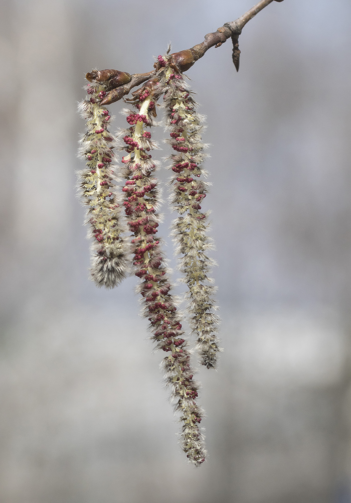 Image of Populus tremula specimen.