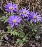 Anemone blanda