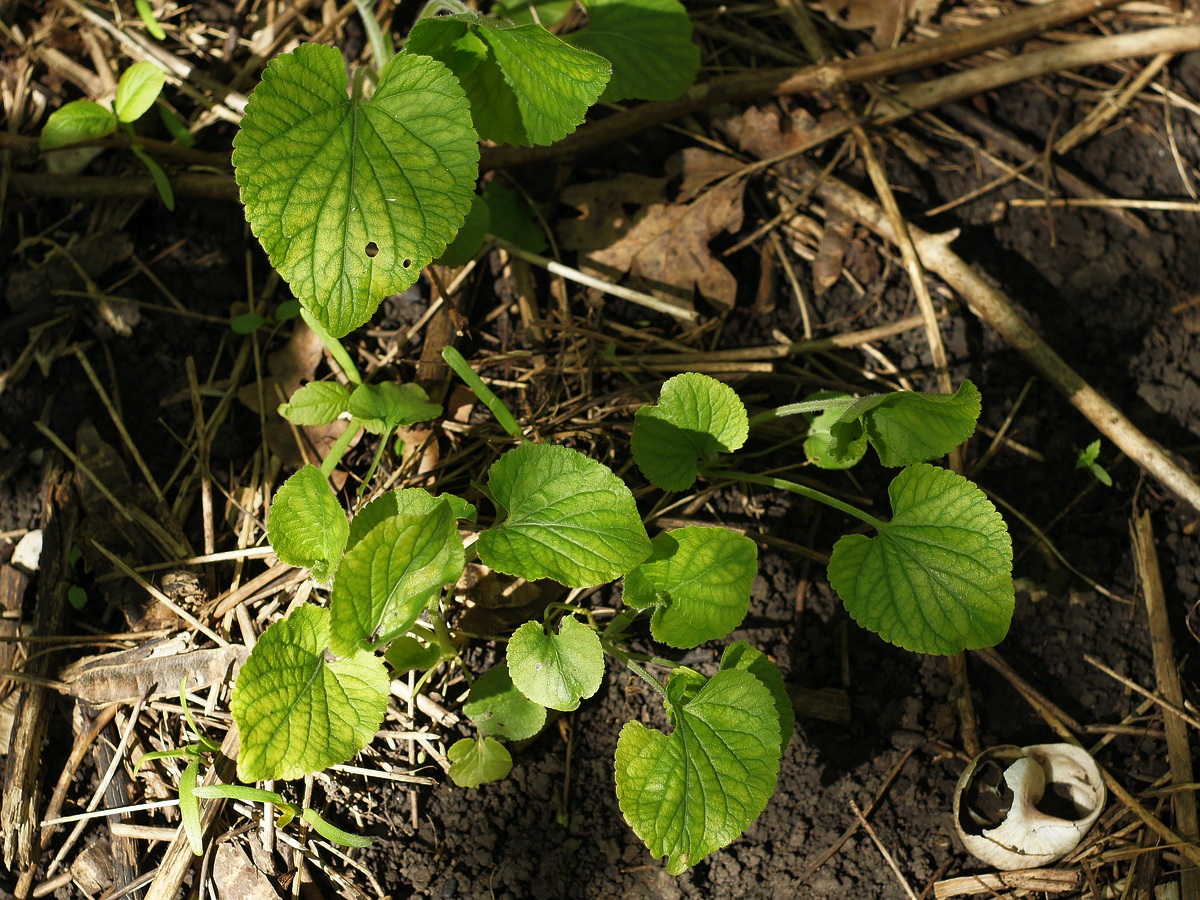 Image of genus Viola specimen.